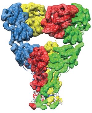 Three-state Solution for Glutamate Receptor Structure