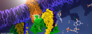 Structure of rhodopsin bound to an inhibitory G protein