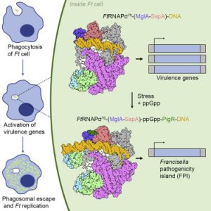 Structural Basis for Virulence Activation of Francisella tularensis