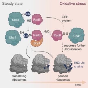 Redox-sensitive E2 Rad6 controls cellular response to oxidative stress via K63-linked ubiquitination of ribosomes