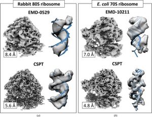 High-resolution structure determination using high-throughput electron cryo-tomography