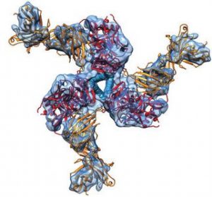 Prefusion Structure of Trimeric HIV-1