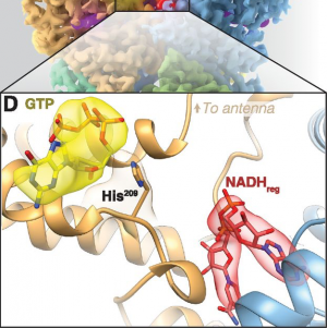 Mapping Small Ligands on Dynamic Metabolic Enzymes