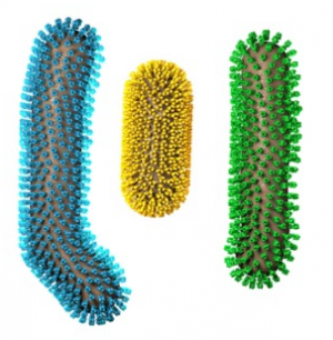 Structures of Chimeric Hemagglutinin on Influenza Virus