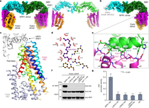 Structural basis of NPR1 in activating plant immunity