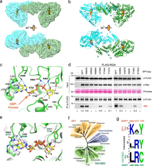 Structure and dynamics of the Arabidopsis O-fucosyltransferase SPINDLY
