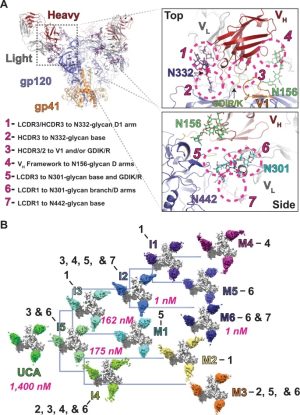 Structural basis for breadth development in the HIV-1 V3-glycan targeting DH270 antibody clonal lineage