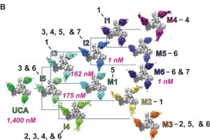 Structural basis for breadth development in the HIV-1 V3-glycan targeting DH270 antibody clonal lineage