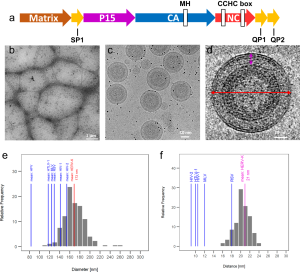Molecular architecture and conservation of an immature human endogenous retrovirus
