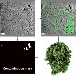 Accurate size-based protein localization from cryo-ET tomograms