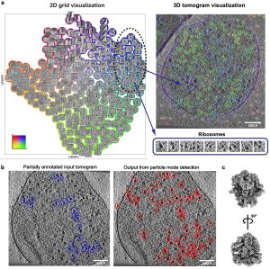 MiLoPYP: self-supervised molecular pattern mining and particle localization in situ